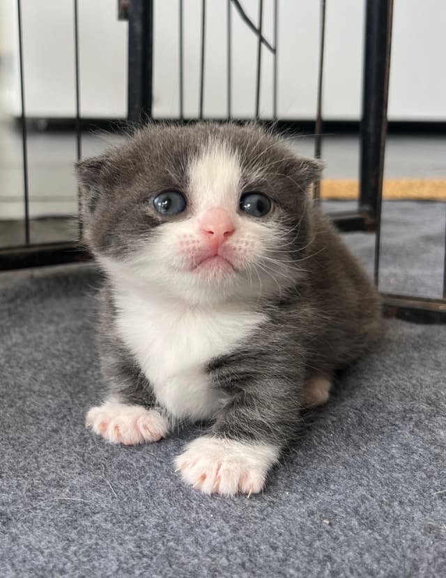 Munchkin cat from Crunchie Munchkins Sydney