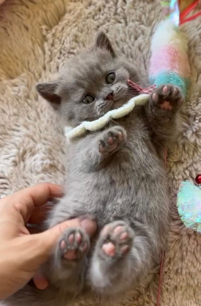 Munchkin kitten from Crunchie Munchkins cattery
