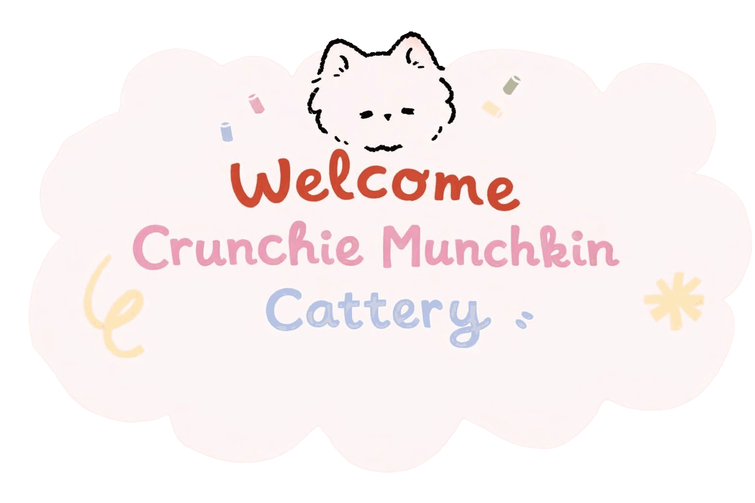 Crunchie Munchkins - Registered Munchkin Cat Breeder Sydney Australia