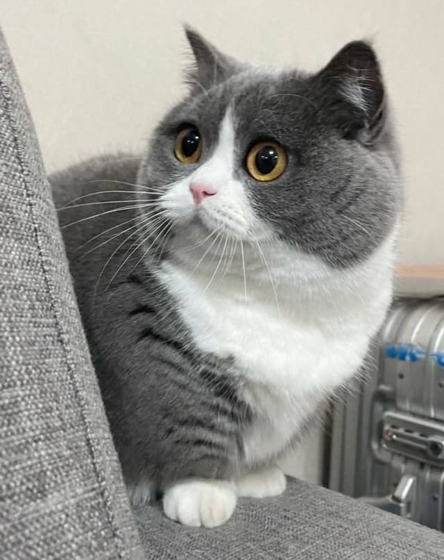 Waffle - Munchkin stud cat at Crunchie Munchkins Sydney